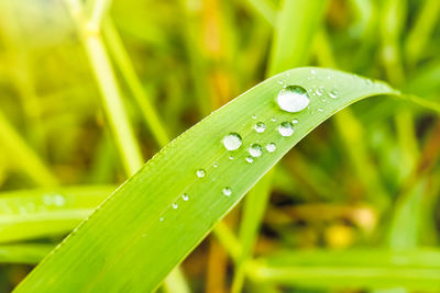 Close-up of water drops on blade of grass