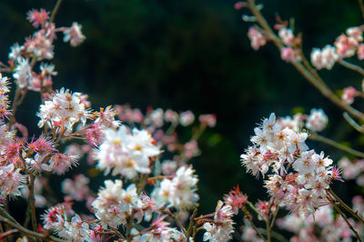 Close-up of flowers blooming on tree