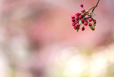 Close-up of pink flowering plant