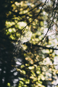 Close-up of spider on web