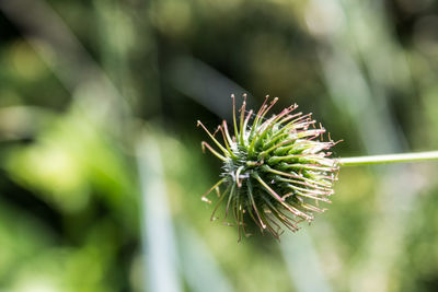 Close-up of thistle