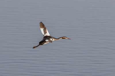 Bird flying over lake