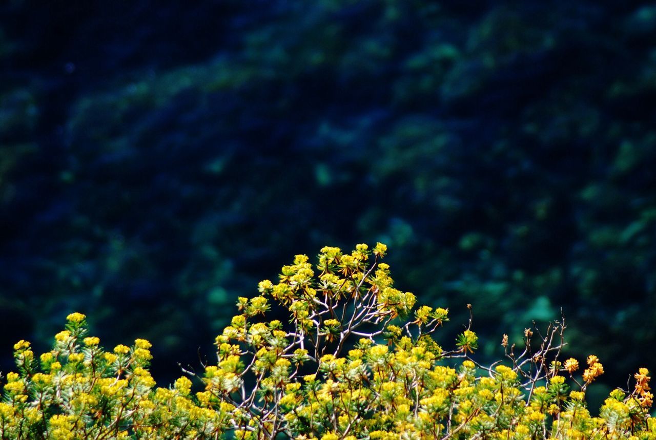 yellow, growth, beauty in nature, tree, nature, flower, low angle view, branch, freshness, tranquility, focus on foreground, plant, outdoors, no people, fragility, close-up, day, scenics, sky, tranquil scene