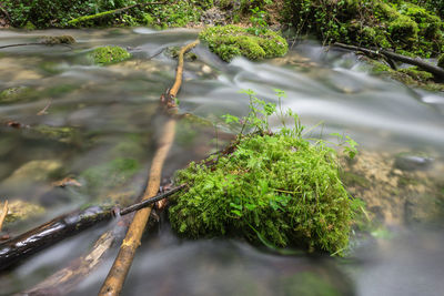 Reflection of trees in water