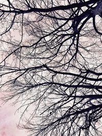 Low angle view of bare trees against sky