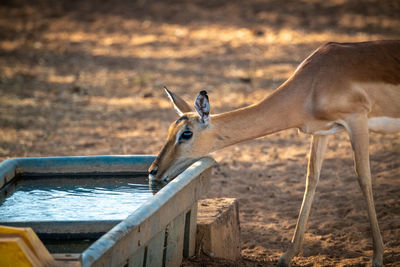Female common impala drinks from water trough