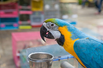 Close-up of gold and blue macaw perching outdoors