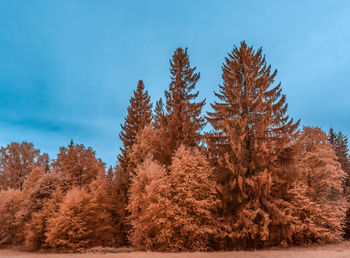 Low angle view of pine trees against sky during autumn