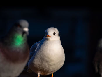 Close-up of pigeon