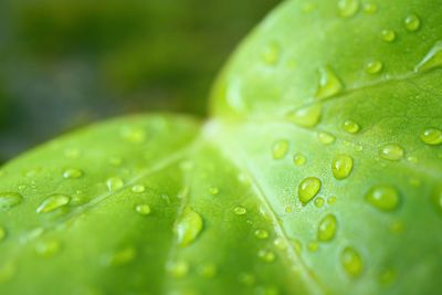 Close-up of raindrops on leaf