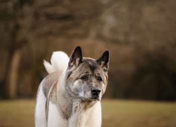 Close-up of dog in field