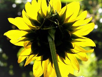 Close-up of sunflower blooming outdoors