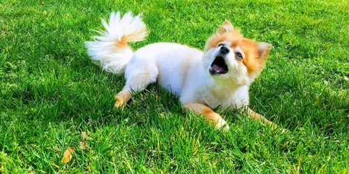 View of dog running on grass