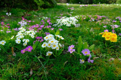 Pink flowering plants on field