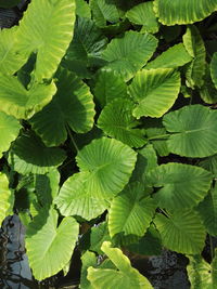 Full frame shot of leaves