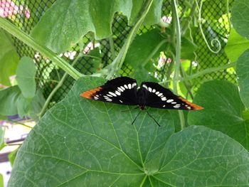 Butterfly on leaf