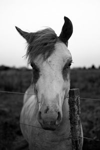 Close-up of horse on field