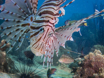 Close-up of fish swimming in sea
