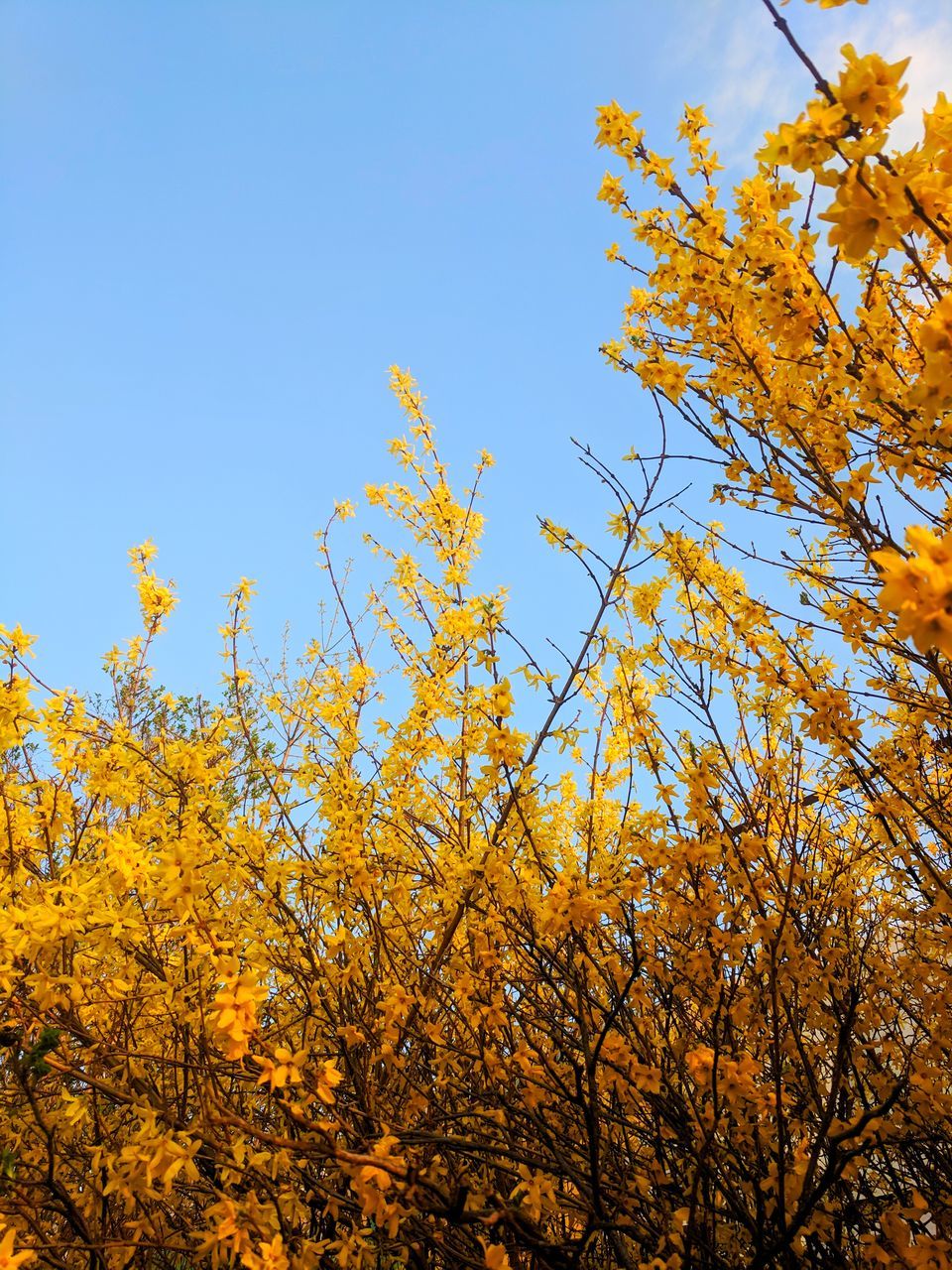 LOW ANGLE VIEW OF YELLOW TREE AGAINST SKY