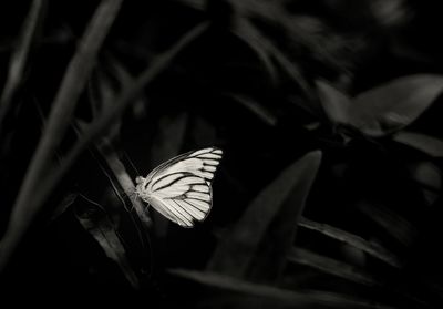 Close-up of butterfly on flower