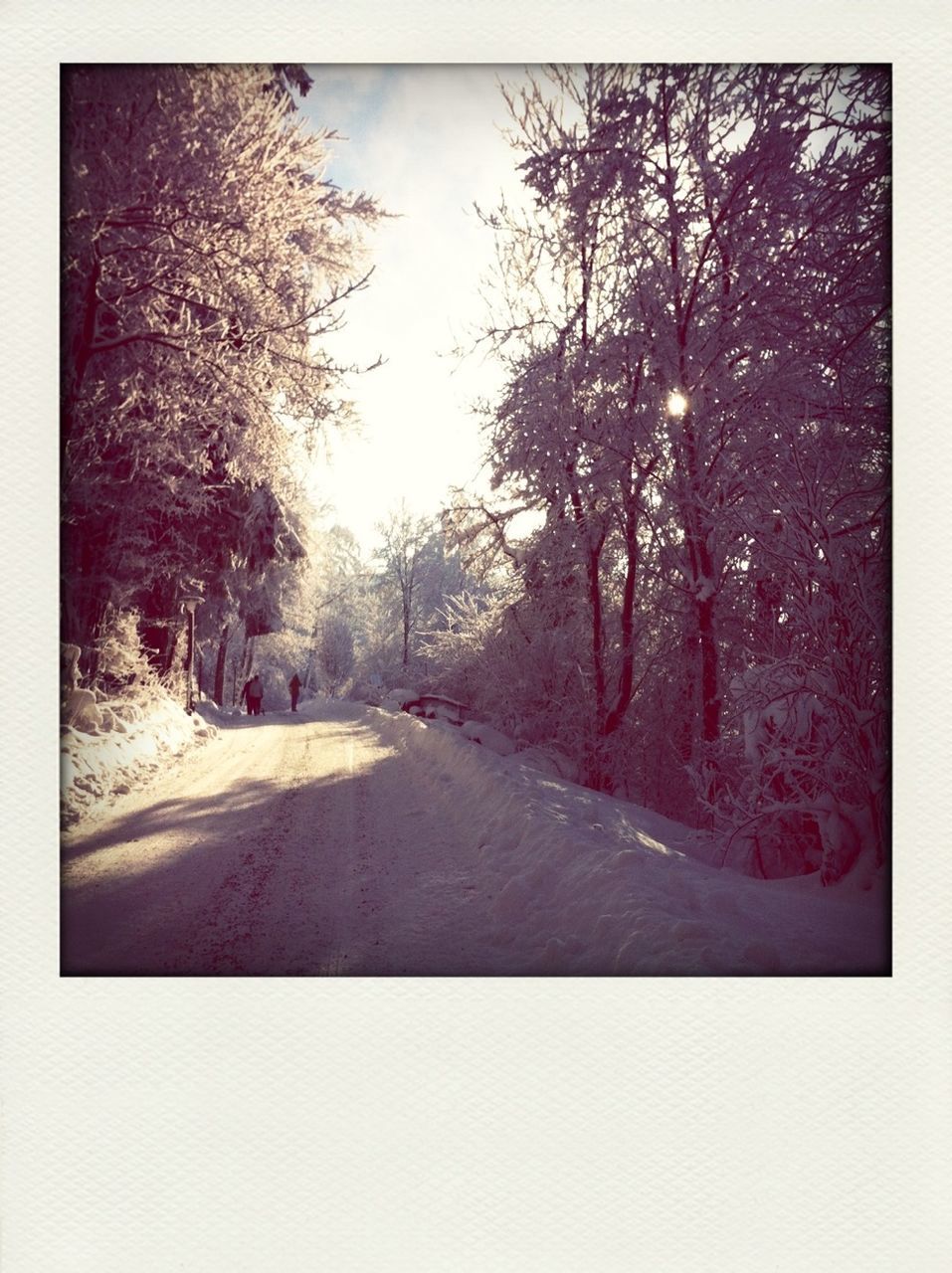 transportation, tree, the way forward, road, diminishing perspective, transfer print, vanishing point, clear sky, country road, road marking, auto post production filter, street, land vehicle, car, mode of transport, sky, nature, tranquility, day, asphalt