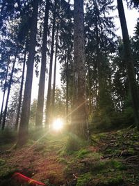 Sunlight streaming through trees in forest