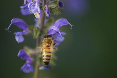 Close-up of bee pollinating on purple flower