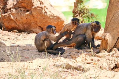 Monkeys sitting on rock at zoo