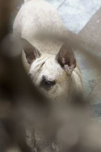 Close-up portrait of a dog