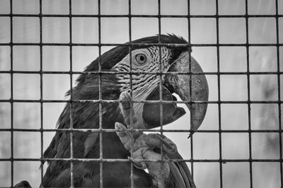 Close-up of macaw parrot in cage