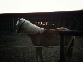 Horse in stable