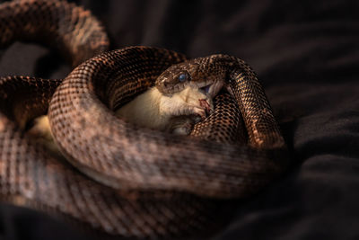 Close-up of an animal resting