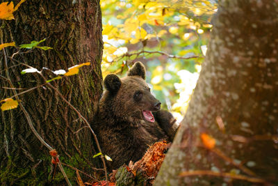 Bear cub in autumn forest