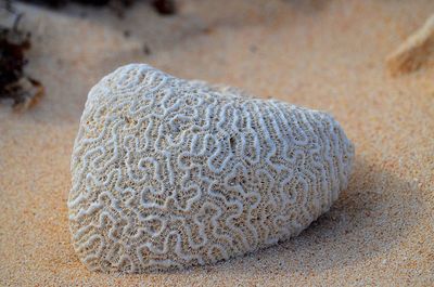 Close-up of a shell on sand