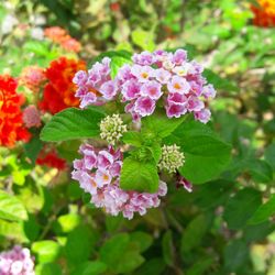 Close-up of pink flowers growing on plant