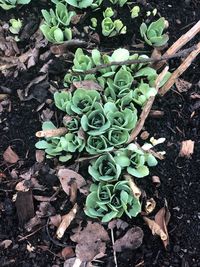 High angle view of succulent plant on field