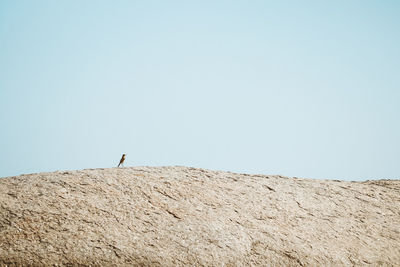 Composition of one bird  against clear sky 