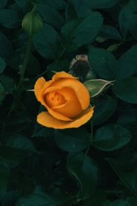 Close-up of yellow rose blooming outdoors