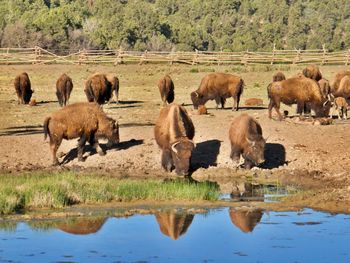 Herd of american bisons