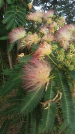 Close-up of plants