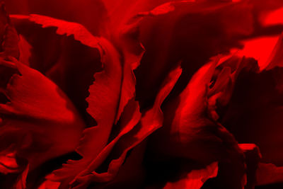 Full frame shot of red rose