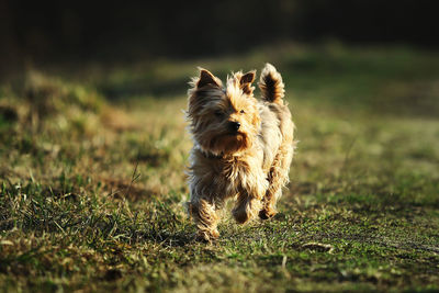 Dog running on grass