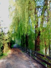 Narrow pathway along trees