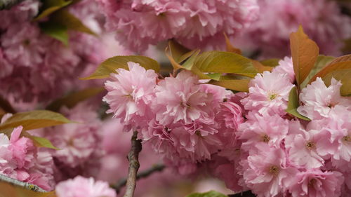 Close-up of pink flowering plant sakura cherry blossom spring leaves green and pink