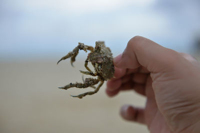 Close-up of hand holding crab