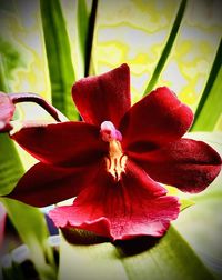 Close-up of red flowering plant