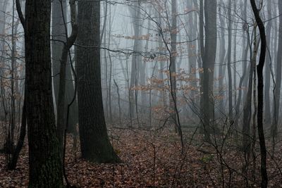 Pine trees in forest