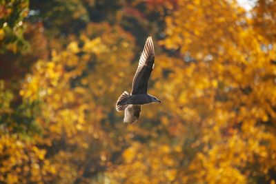 Seagull flying in a forest