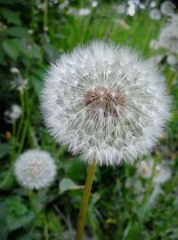 Close-up of dandelion on white flower