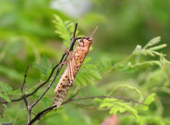 Close-up of insect on plant